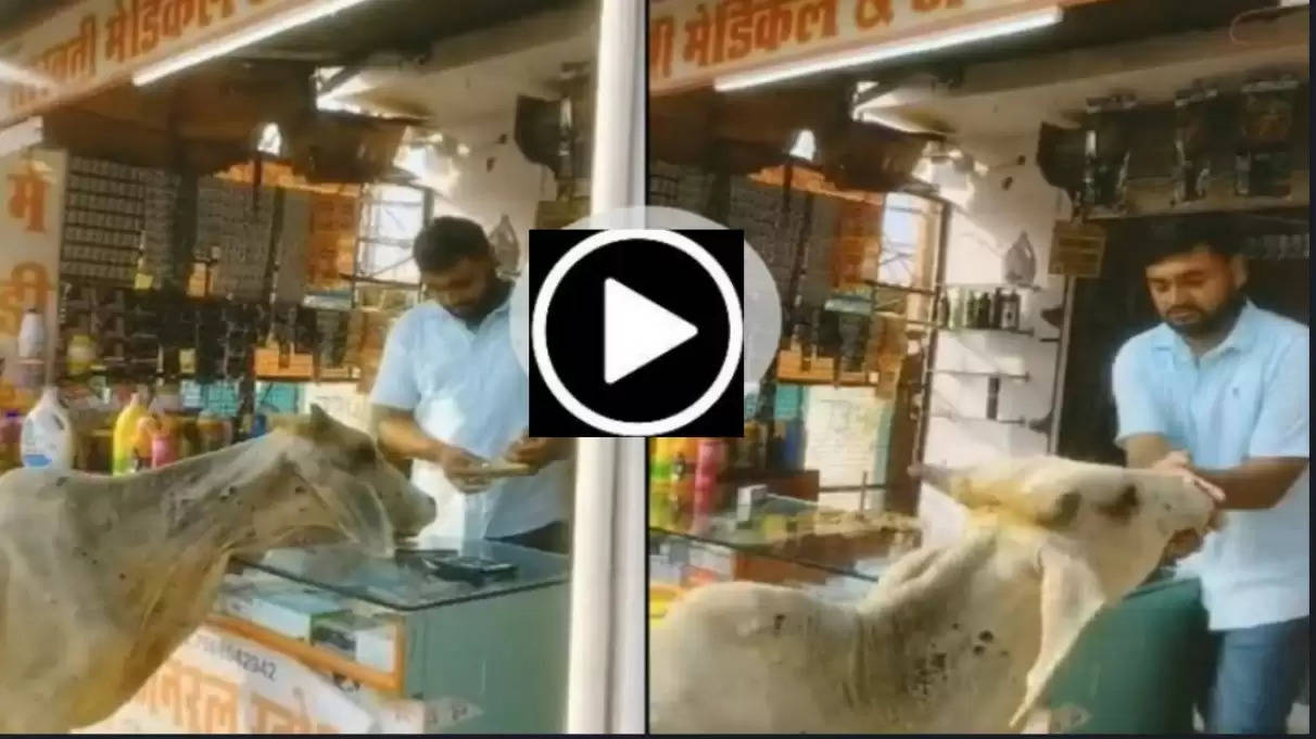 लंपी वायरस से ग्रसित गाय दवा लेने पहुंची मेडिकल स्टोर, देखें वीडियो