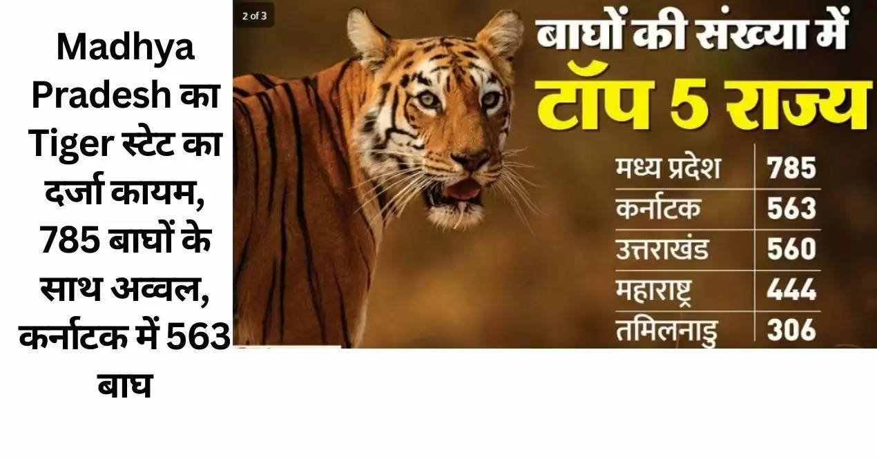 Madhya Pradesh का Tiger स्टेट का दर्जा कायम, 785 बाघों के साथ अव्वल, कर्नाटक में 563 बाघ