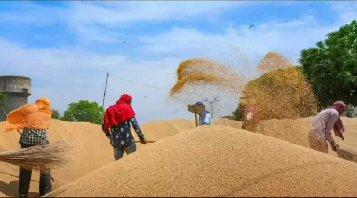 45 thousand tonnes of wheat rotten in Haryana, FIR will be registered against responsible officials, inquiry committee constituted