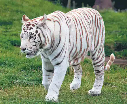 West Bengal: सिलीगुड़ी बंगाल सफारी पार्क में आया नया मेहमान,सफेद बाघिन कीका ने एक शावक को जन्म दिया 