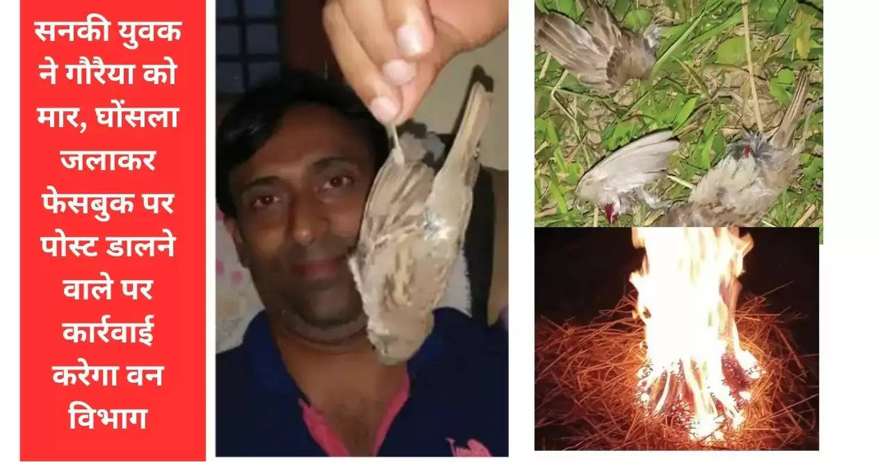 सनकी युवक ने गौरैया को मार, घोंसला जलाकर फेसबुक पर पोस्ट डालने वाले पर कार्रवाई करेगा वन विभाग