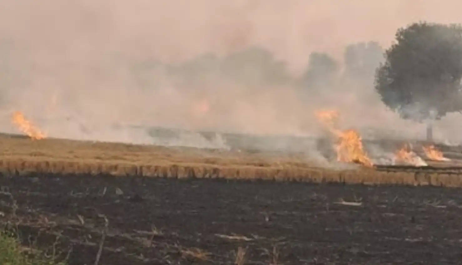 Stubble Burning: हरियाणा डीजीपी के आदेश, खेत में जली पराली तो थानेदार होंगे जिम्मेदार