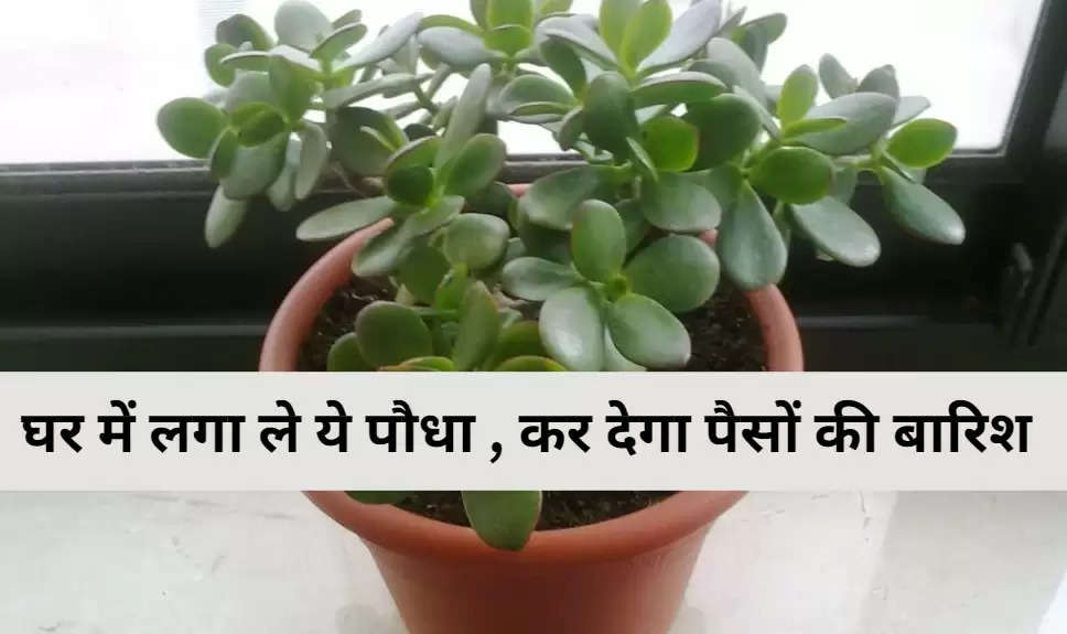 Money Plant: घर में लगा ले ये पौधा , कर देगा पैसों की बारिश 