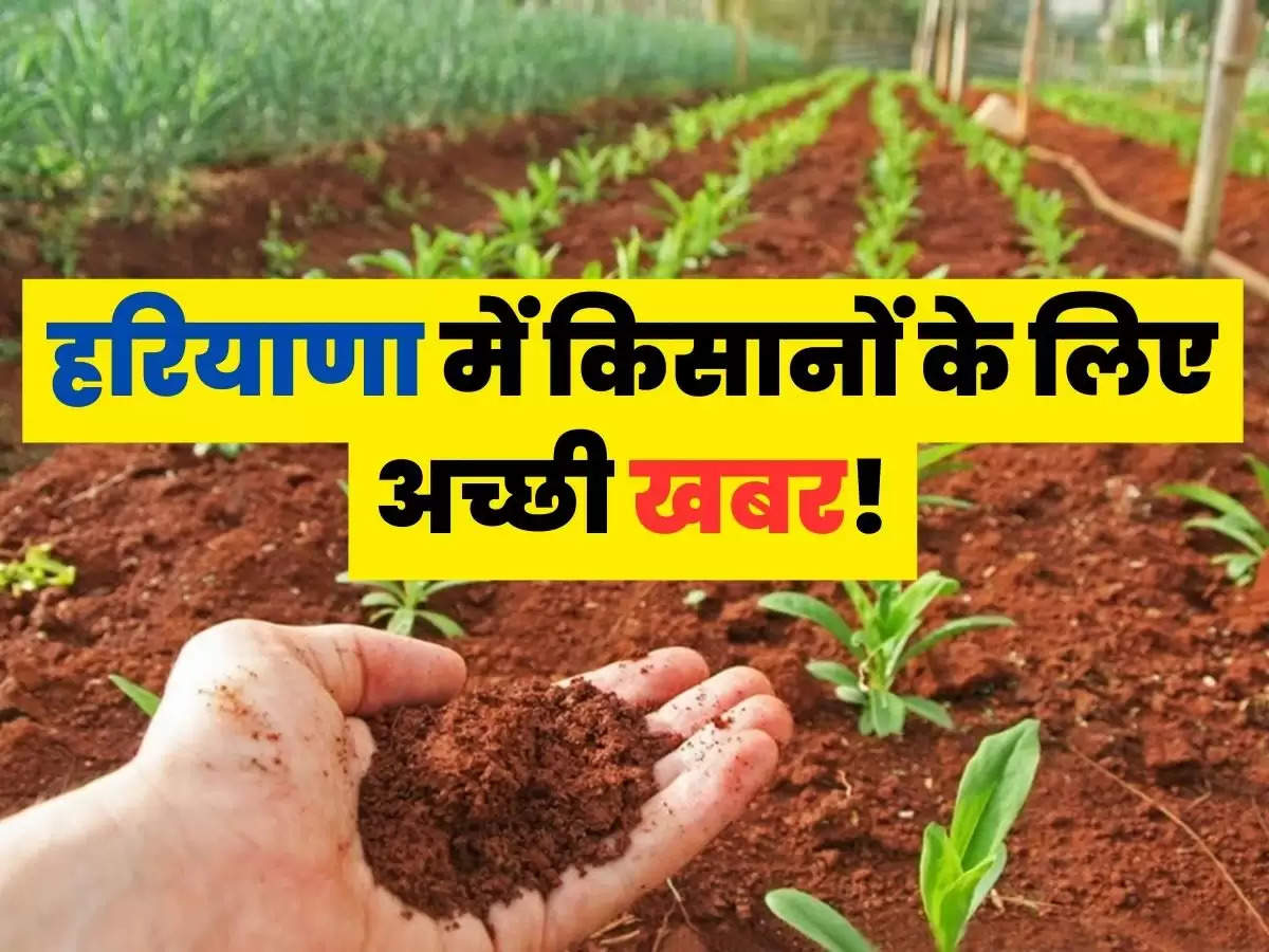 Haryana News: हरियाणा में किसानों के लिए अच्छी खबर! गोबर से बनी खाद पर मिलेगी इतनी सब्सिडी!